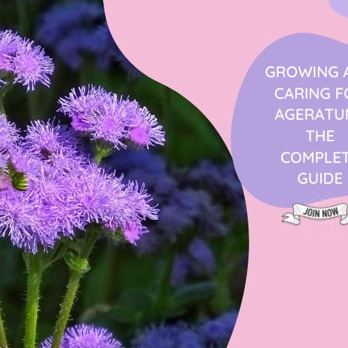 Ageratum