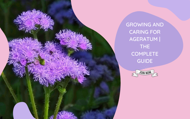 Ageratum