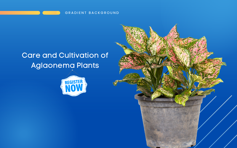 Care and Cultivation of Aglaonema Plants  Mahindra Nursery