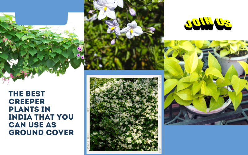 Best Creeper Plants in India