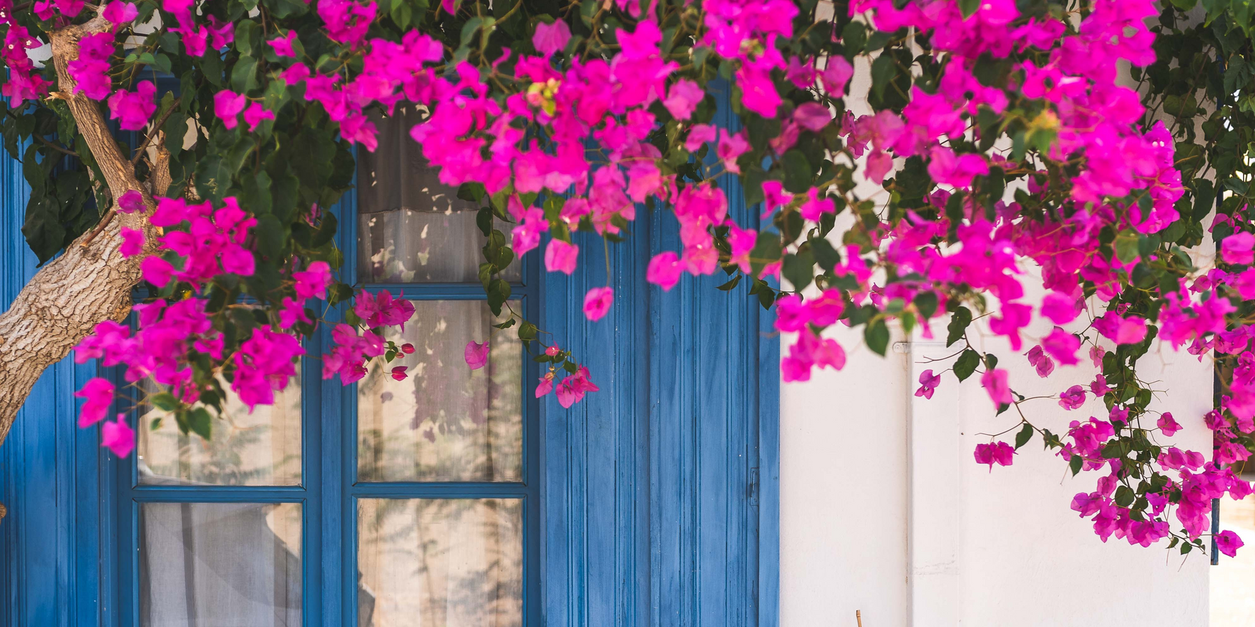 Best Flowering Plants for Hot Climate in India