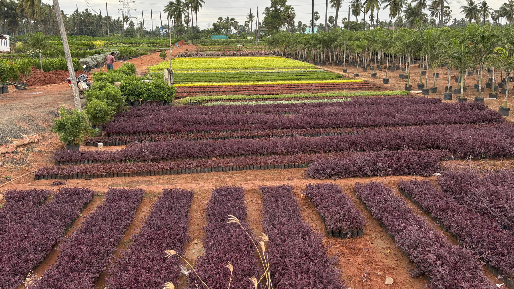 Best Nursery in Kadiyam