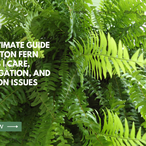 Boston Fern