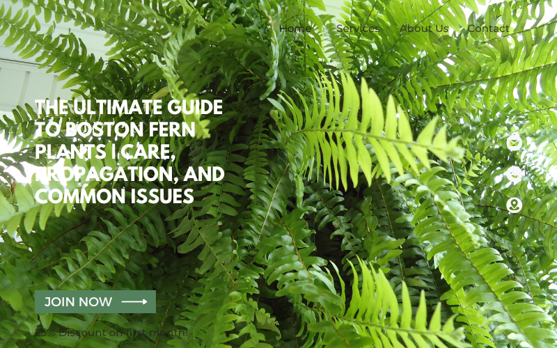 Boston Fern