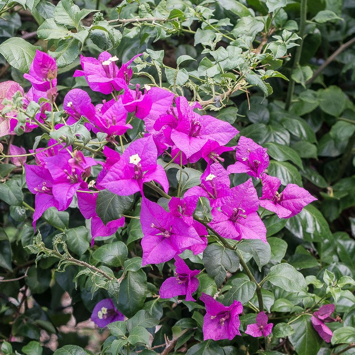 Bougainvillea