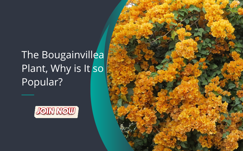 Bougainvillea Plant buy online