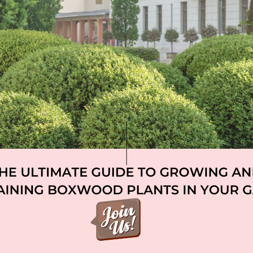  Boxwood