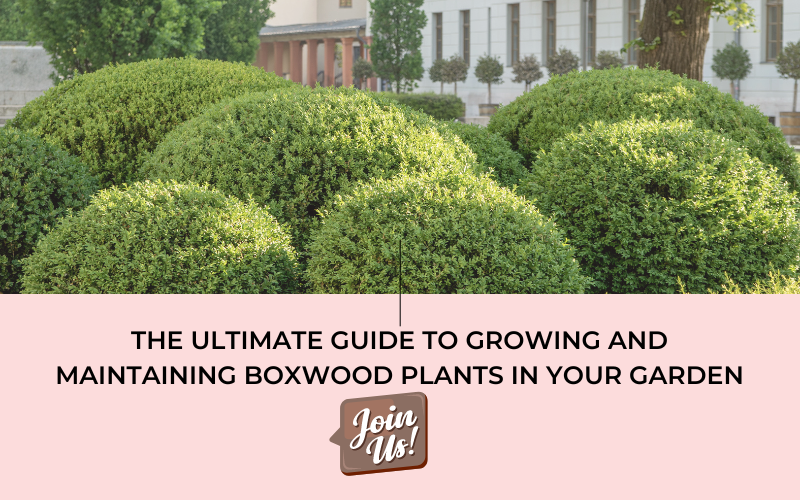  Boxwood