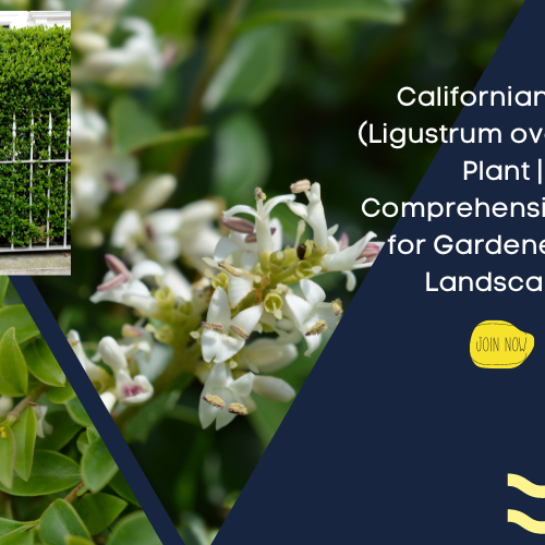 Californian Privet