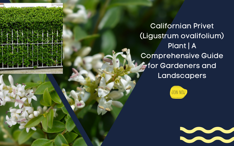 Californian Privet