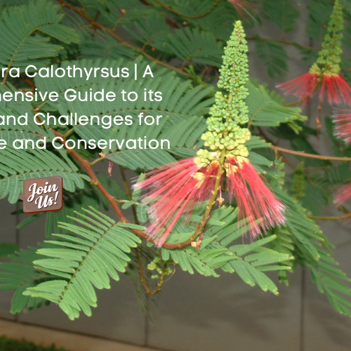 Calliandra Calothyrsus