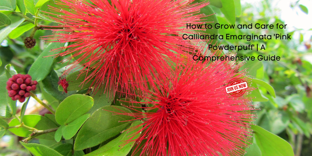 Calliandra Emarginata