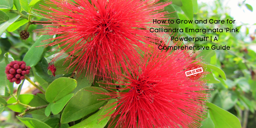 How to Grow and Care for Calliandra Emarginata 'Pink Powderpuff' | A C ...