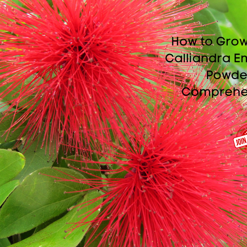 Calliandra Emarginata