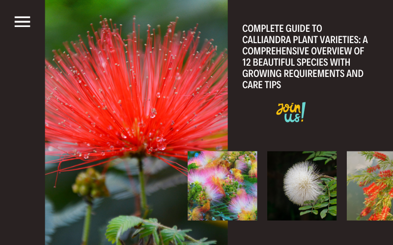 Calliandra Plant