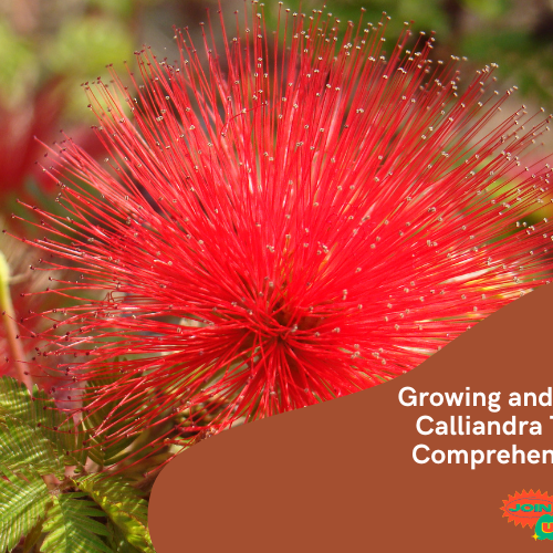 Calliandra Tweedii