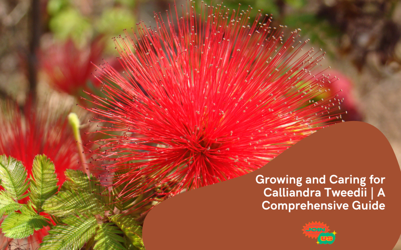 Calliandra Tweedii