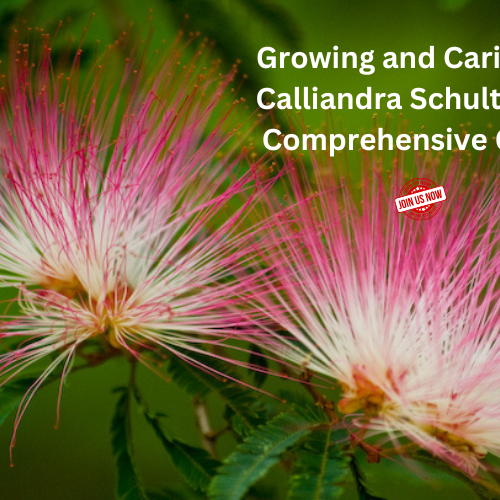 Calliandra surinamensis