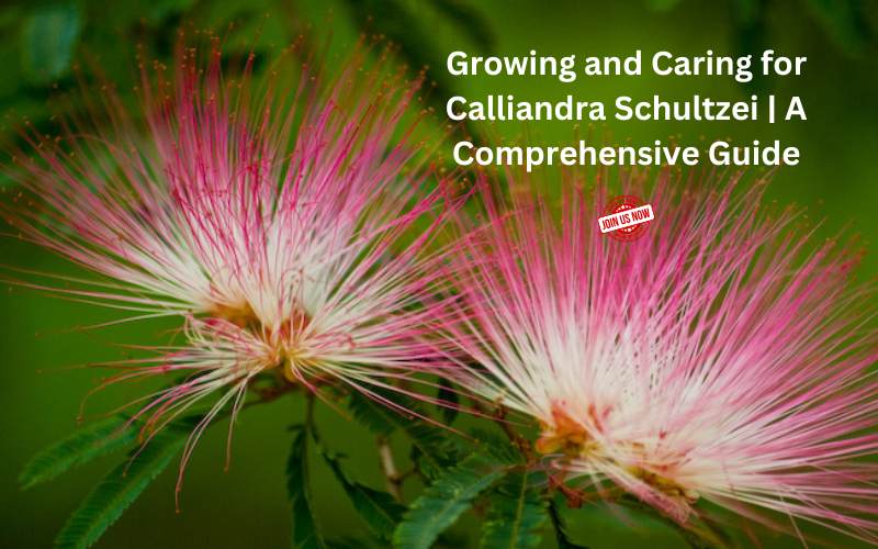 Calliandra surinamensis