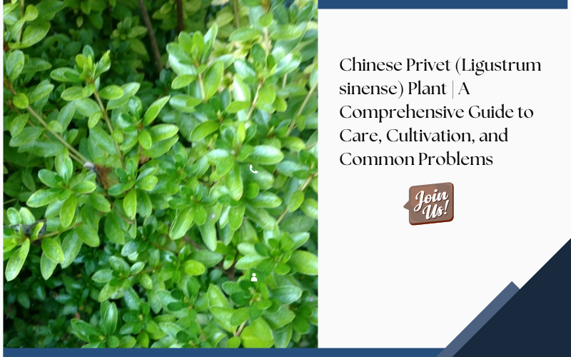 Chinese Privet