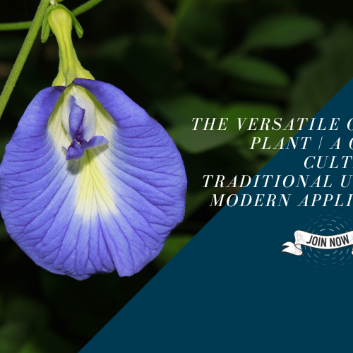 Clitoria Plant