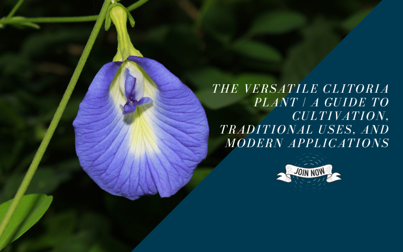 Clitoria Plant