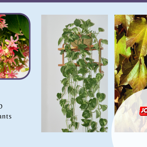 The Top 50 creeper plants