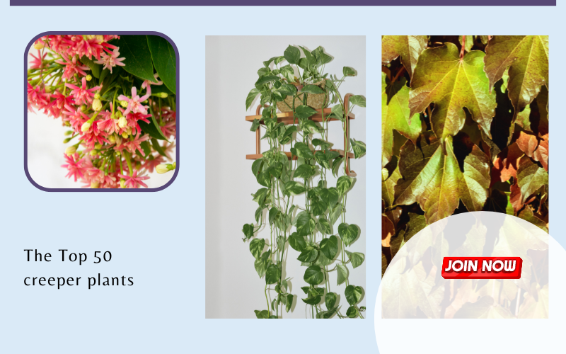 The Top 50 creeper plants