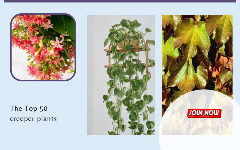 ground apple plant May Apple Plant for Shade Gardens