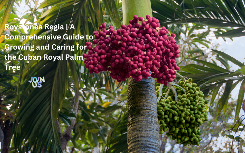 Roystonea Regia | A Comprehensive Guide to Growing and Caring for the ...