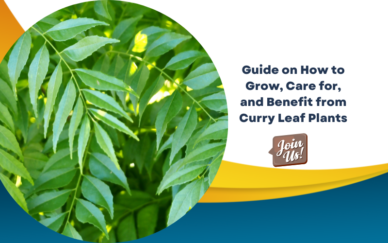 Curry Leaf 