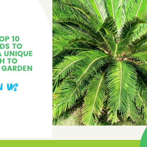  Cycads