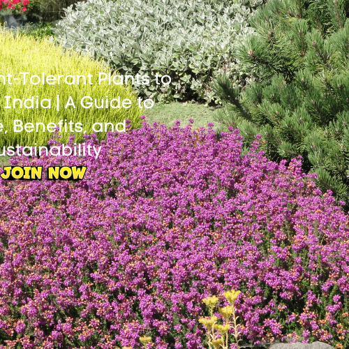 Drought-Tolerant Plants