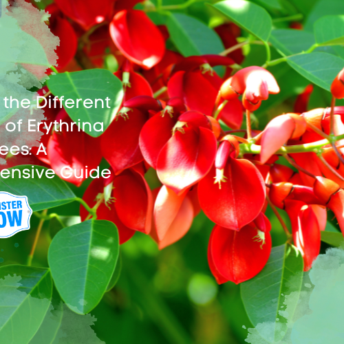 Erythrina Trees