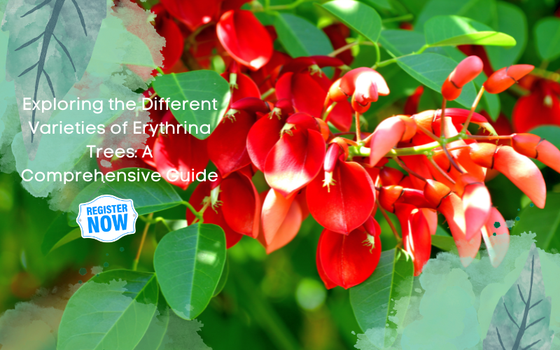 Erythrina Trees