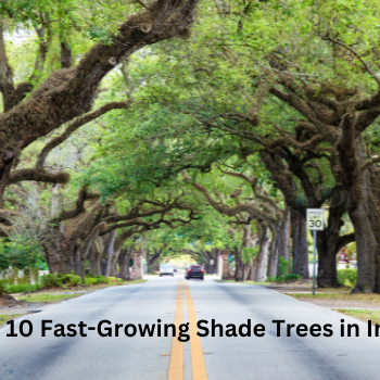 Fast-Growing Shade Trees