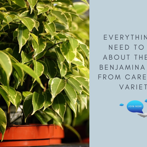 Ficus Benjamina Plant