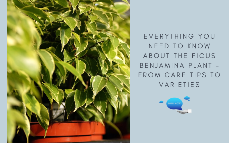 Ficus Benjamina Plant