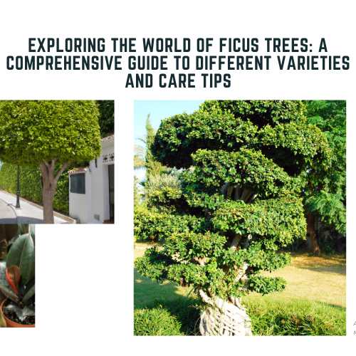 Best Gardening Tips | News and Care — Tagged "ficus tree" — Mahindra ...