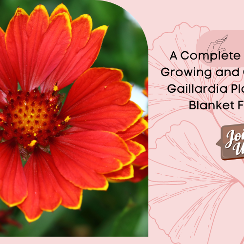 Gaillardia Plant