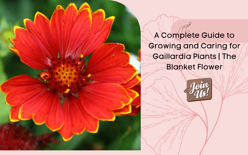 A Complete Guide to Growing and Caring for Gaillardia Plants | The Bla   Mahindra Nursery