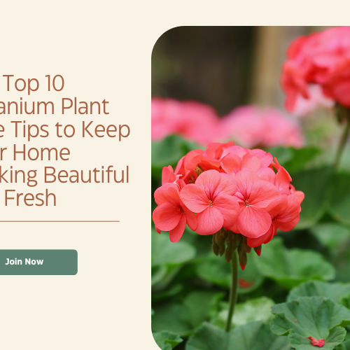 Geranium plants for sale