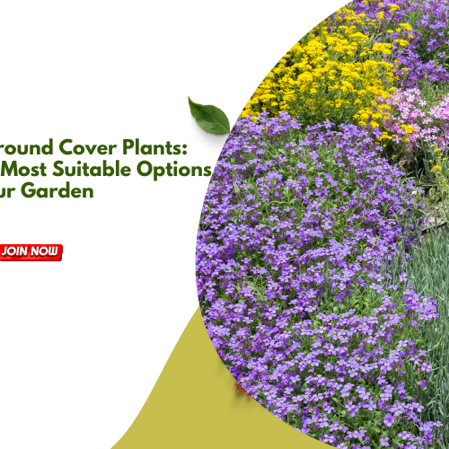 Ground Cover Plants