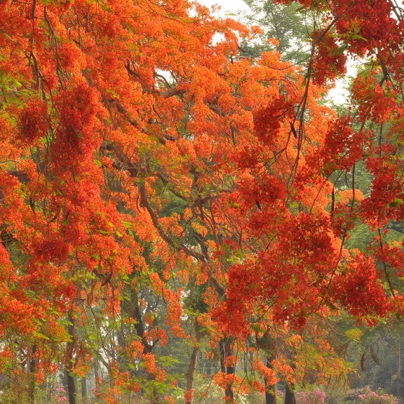 Gulmohar