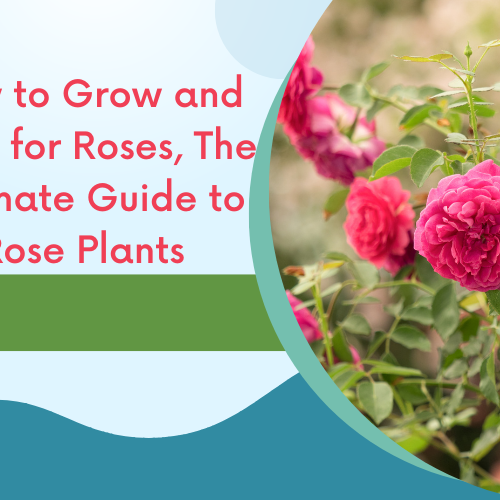 rose plants for sale near rajamahendravaram, andhra pradesh