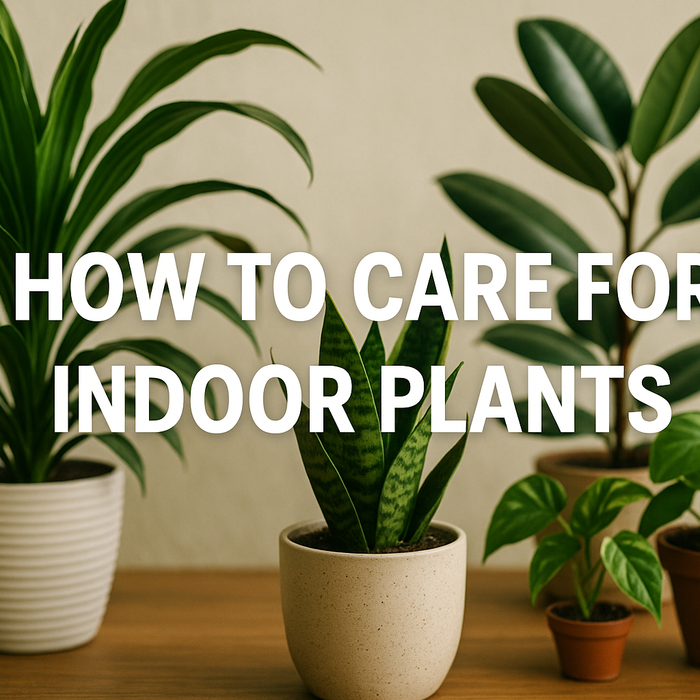 How to care for indoor plants