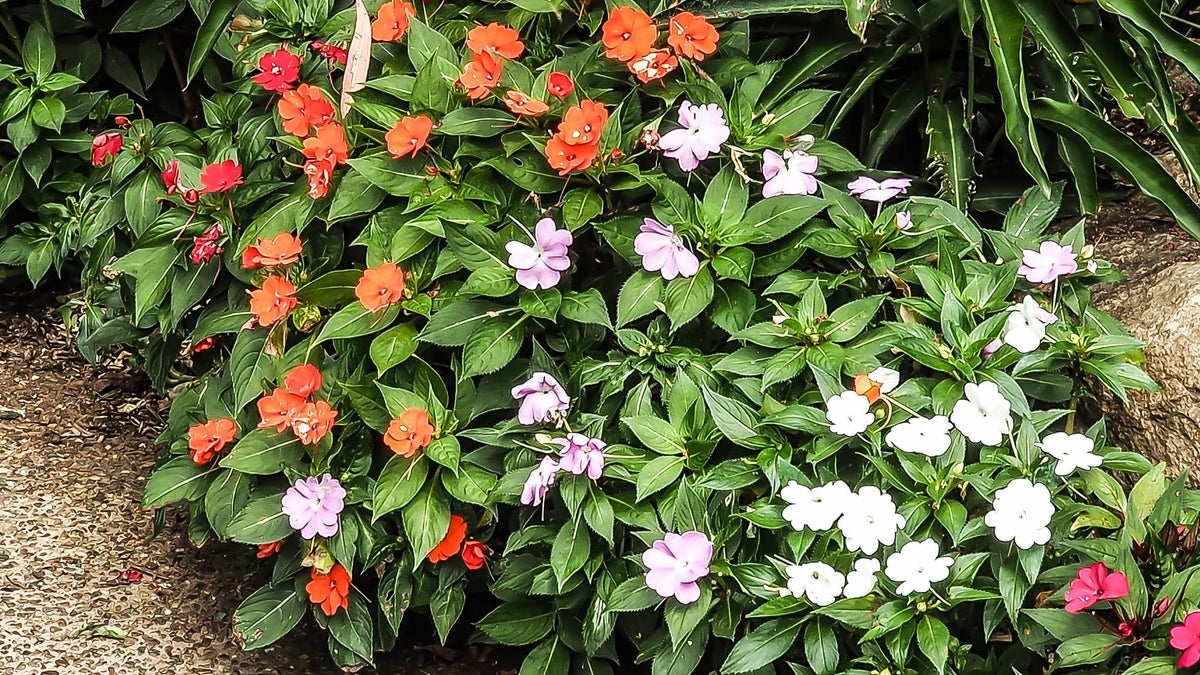 Best Flowering Plants for Shade Gardens in India  | Mahindra Nursery