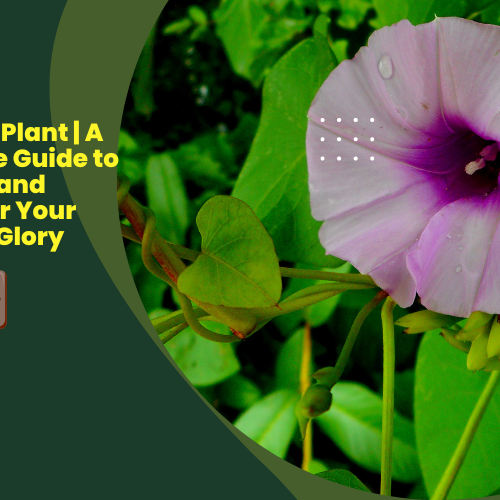 Ipomoea Plant