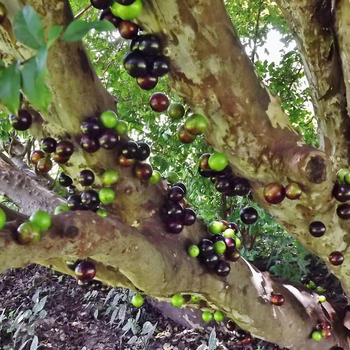 Jabuticaba