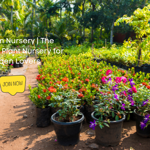 Kadiyam Nursery